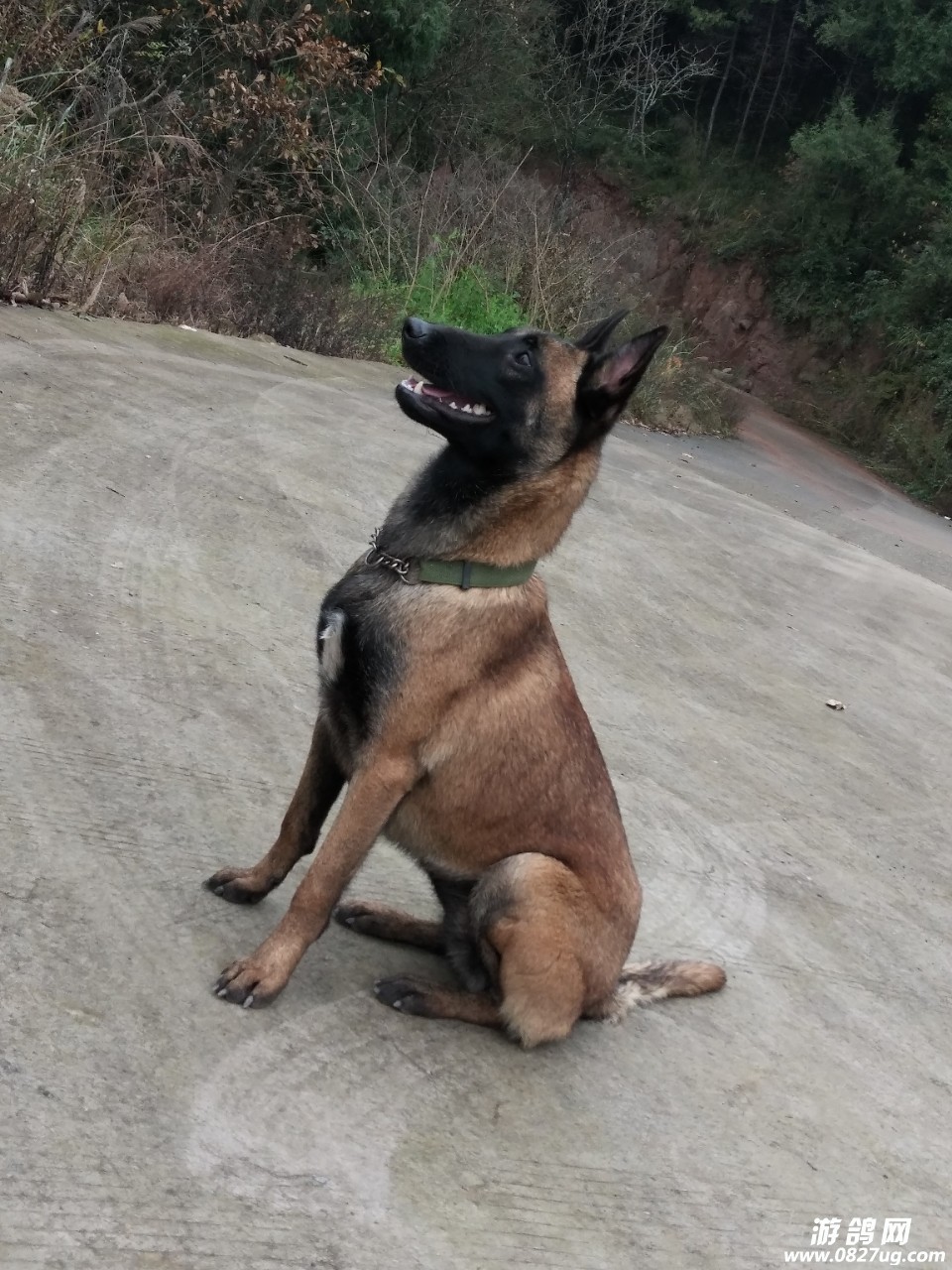 出售马犬(母)十个月,会基本动作,不咬人,城市化 .